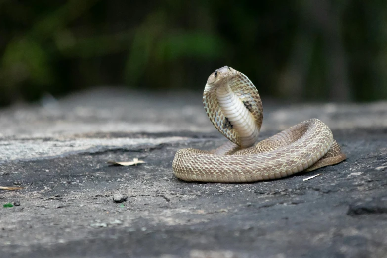 a close up of a snake on the ground, trending on pexels, cobra, klein bottle, australian, half turned around, white