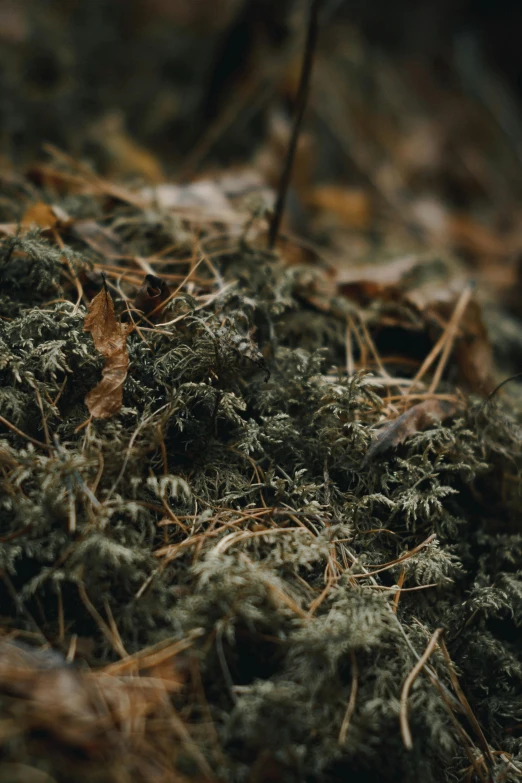 a pile of moss sitting on top of a forest floor, a macro photograph, inspired by Elsa Bleda, unsplash, ignant, low detailed, cinematic medium shot, dirt ground