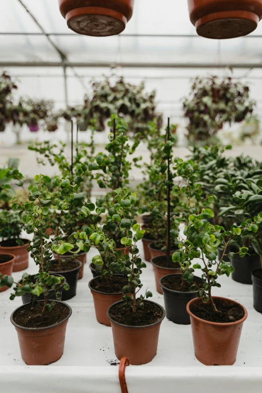 a table topped with pots filled with plants, by Jakob Emanuel Handmann, unsplash, lots of cotton plants, nothofagus, in bloom greenhouse, lined up horizontally
