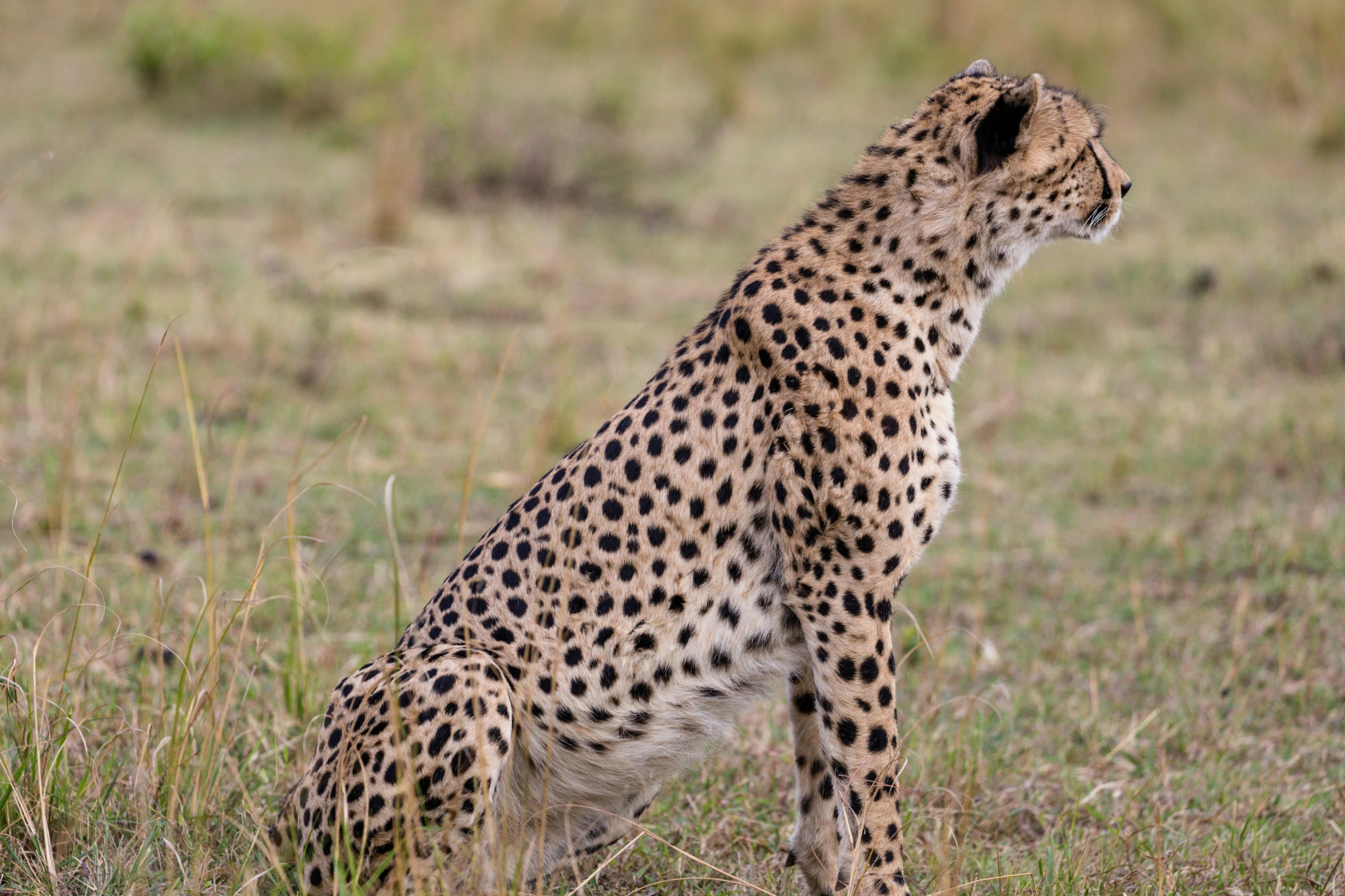 a cheetah sitting in a grassy field, pexels contest winner, hurufiyya, standing with her back to us, very kenyan, white with black spots, hunting