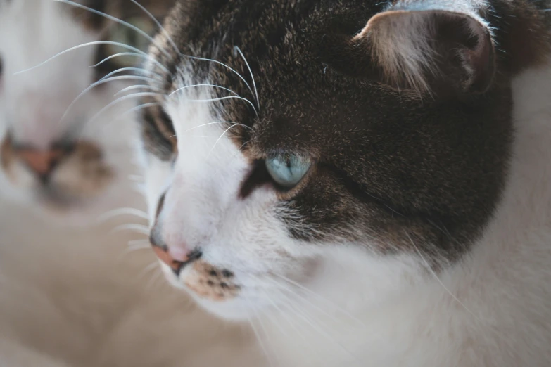 a close up of a cat with blue eyes, a picture, trending on pexels, side profile shot, with a white nose, slightly pixelated, old male