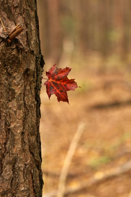 a red leaf sticking out of a tree trunk, unsplash, environmental art, slide show, multiple stories, single pine, autum