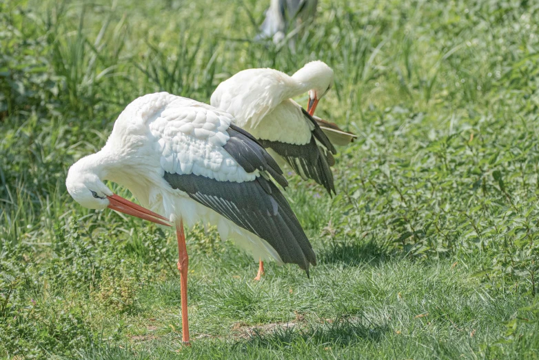 a couple of birds that are standing in the grass, bending over, albino, 🦩🪐🐞👩🏻🦳, maintenance photo