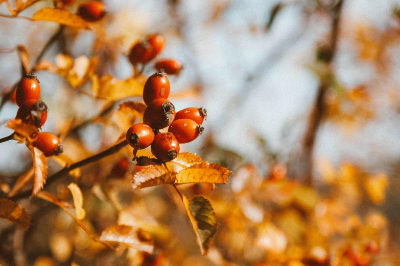 leaves and berries are growing on the tree