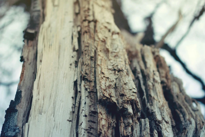 a close up of a tree trunk with a sky in the background, a macro photograph, inspired by Elsa Bleda, unsplash, visual art, ((trees)), desaturated, light wood, detailed medium format photo