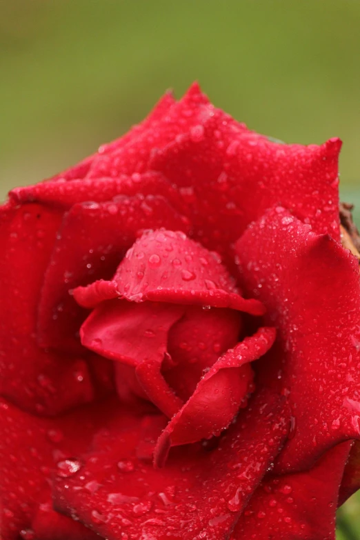 a flower that is covered in water drops