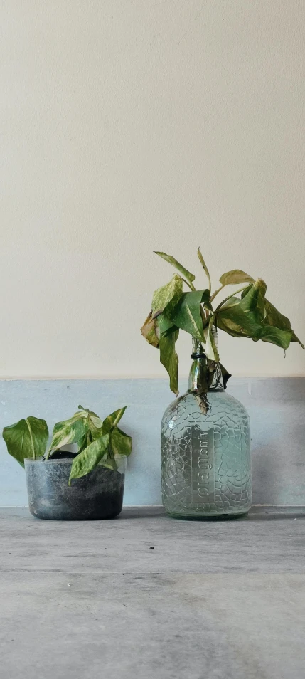 a couple of vases sitting on top of a wooden table, vicious snapping alligator plant, with clear glass, detailed product image, ivy