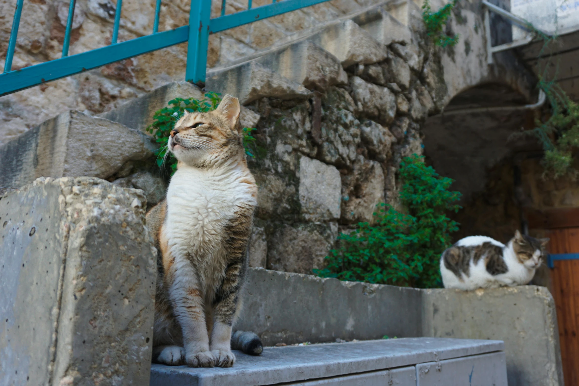 a couple of cats that are sitting on some steps, a picture, unsplash, renaissance, jerusalem, realistic »