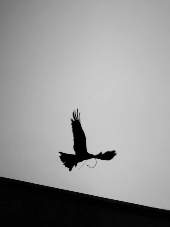 a black and white photo of a bird flying in the sky, by Gonzalo Endara Crow, anthropomorphic silhouette, iso: 400, eagle eat snake, mingchen shen
