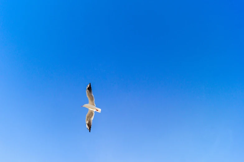 a seagull flying high in the blue sky, an album cover, pexels, minimalism, shot on sony alpha dslr-a300, rectangle, minimal, concert