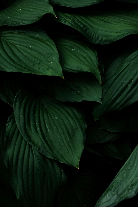 a close up of a bunch of green leaves, an album cover, inspired by Elsa Bleda, trending on pexels, dark. no text, highly upvoted, deep aesthetic, multiple stories