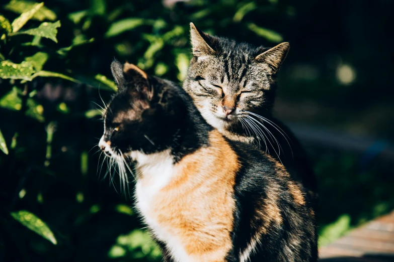 a couple of cats sitting next to each other, by Julia Pishtar, unsplash, hugging each other, avatar image