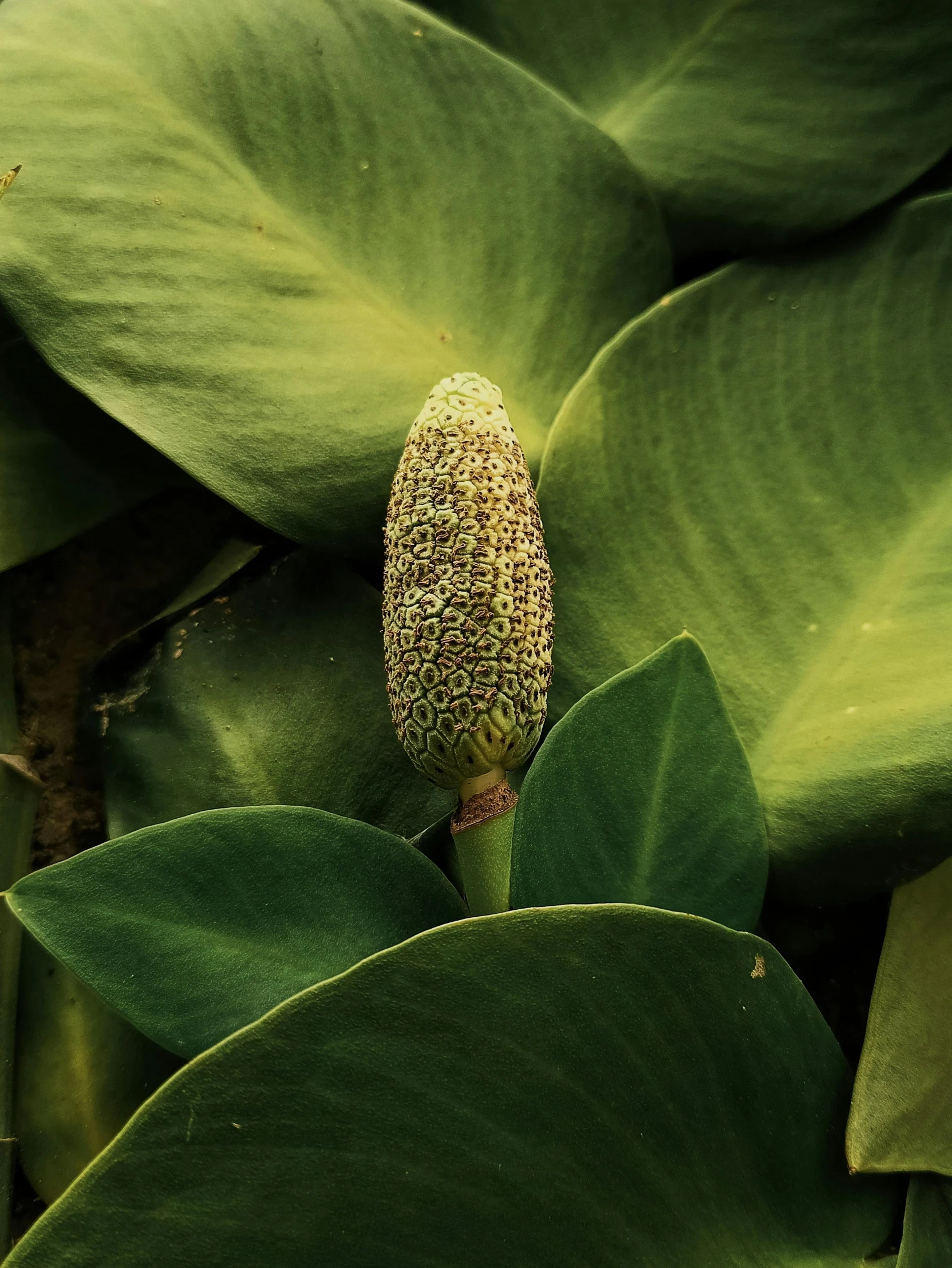 a close up of a flower on a plant, multiple stories, detailed product image, magnolia leaves and stems, trypophobia