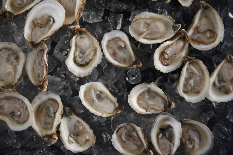 a bunch of oysters sitting on top of ice, a portrait, unsplash, jen atkin, 3 / 4 wide shot, high quality photo, 1 6 x 1 6