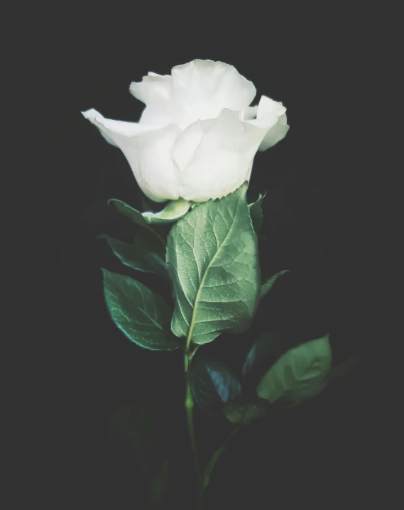 a white rose is standing out on the black