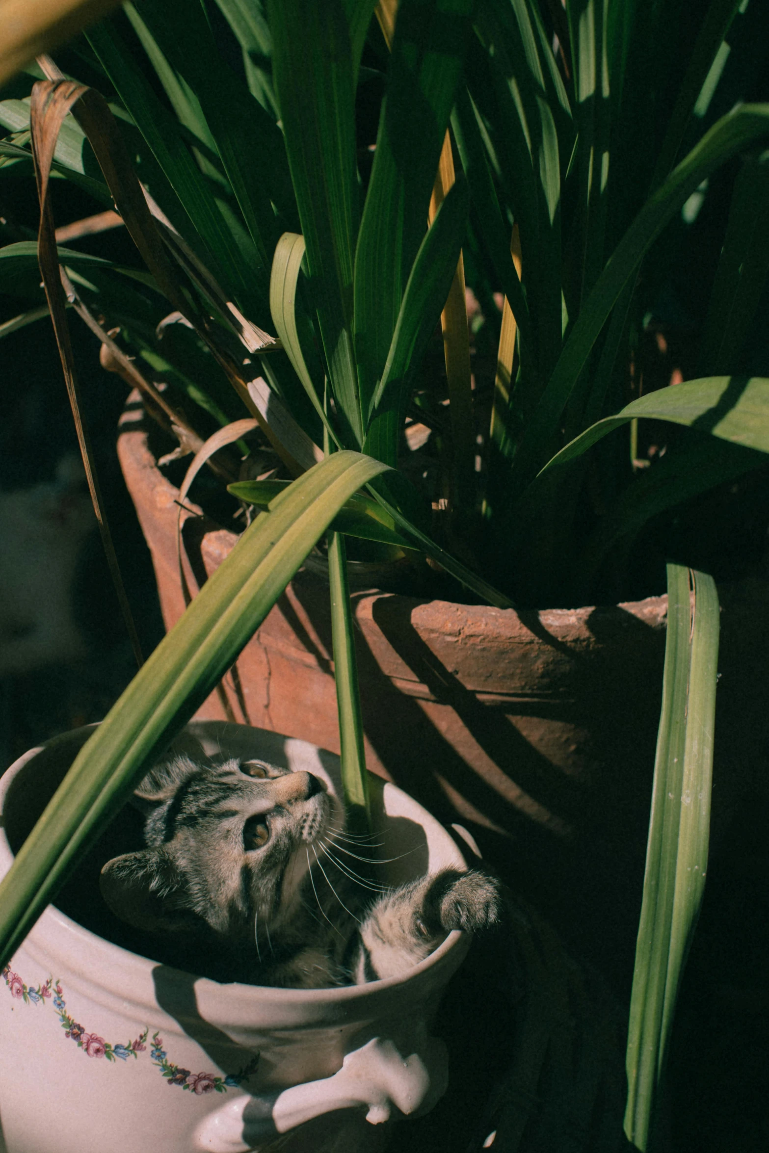 a cat is sitting in a potted plant, inspired by Elsa Bleda, unsplash, renaissance, low quality photo, lying down, suns, high angle shot