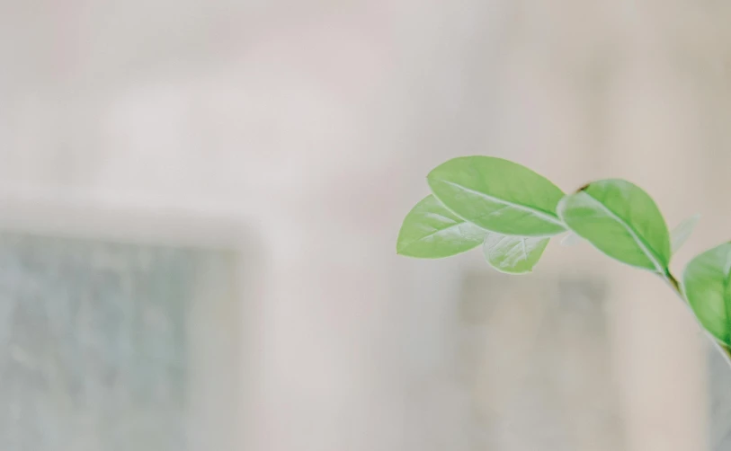 a green leaf on top of a green plant