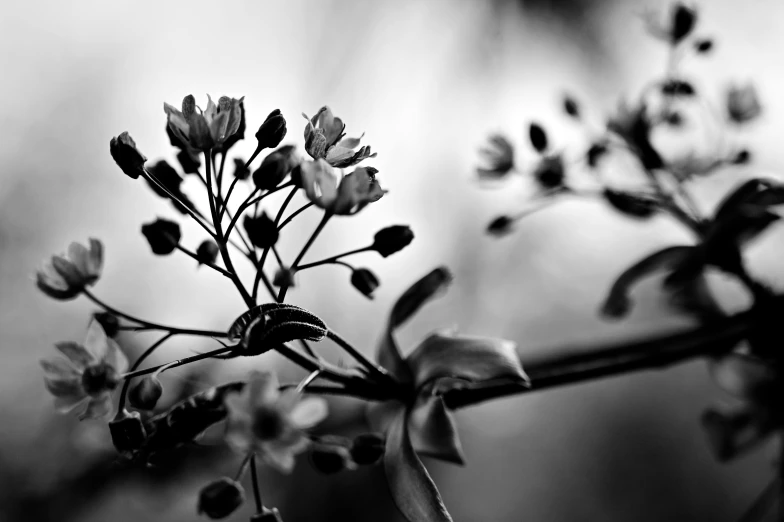 a black and white photo of some flowers, a black and white photo, by Jacob Kainen, branches and foliage, spring evening, jonathan ivy, bouquet