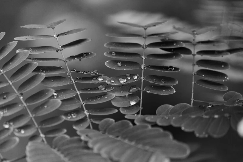 a close up of a plant with water droplets on it, by Jan Rustem, bw, ferns, by greg rutkowski, leaves twigs wood