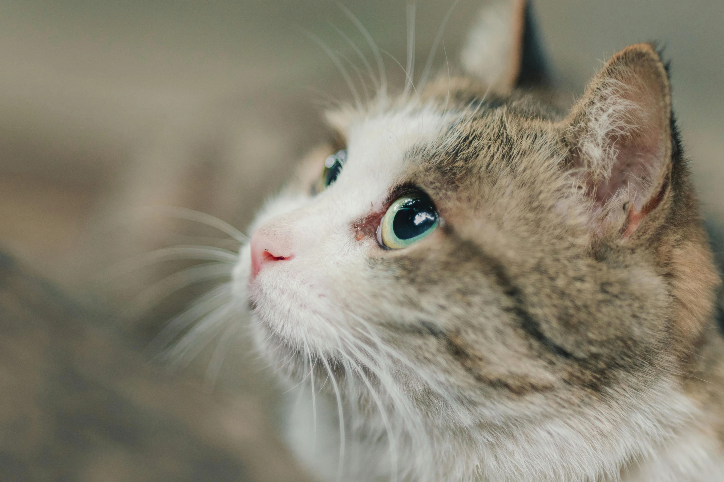 a close up of a cat with blue eyes, trending on pexels, looking from side, short light grey whiskers, calico, getty images