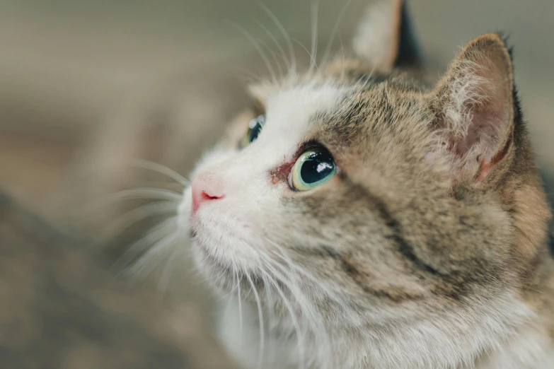 a close up of a cat with blue eyes, trending on pexels, looking from side, short light grey whiskers, calico, getty images