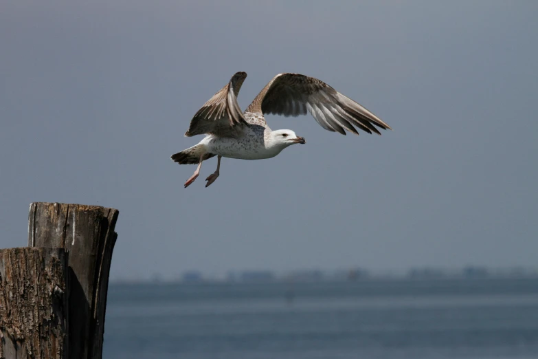 a seagull flying over a body of water, by Peter Churcher, pexels contest winner, arabesque, a wooden, immature, coastal, hi-res photo