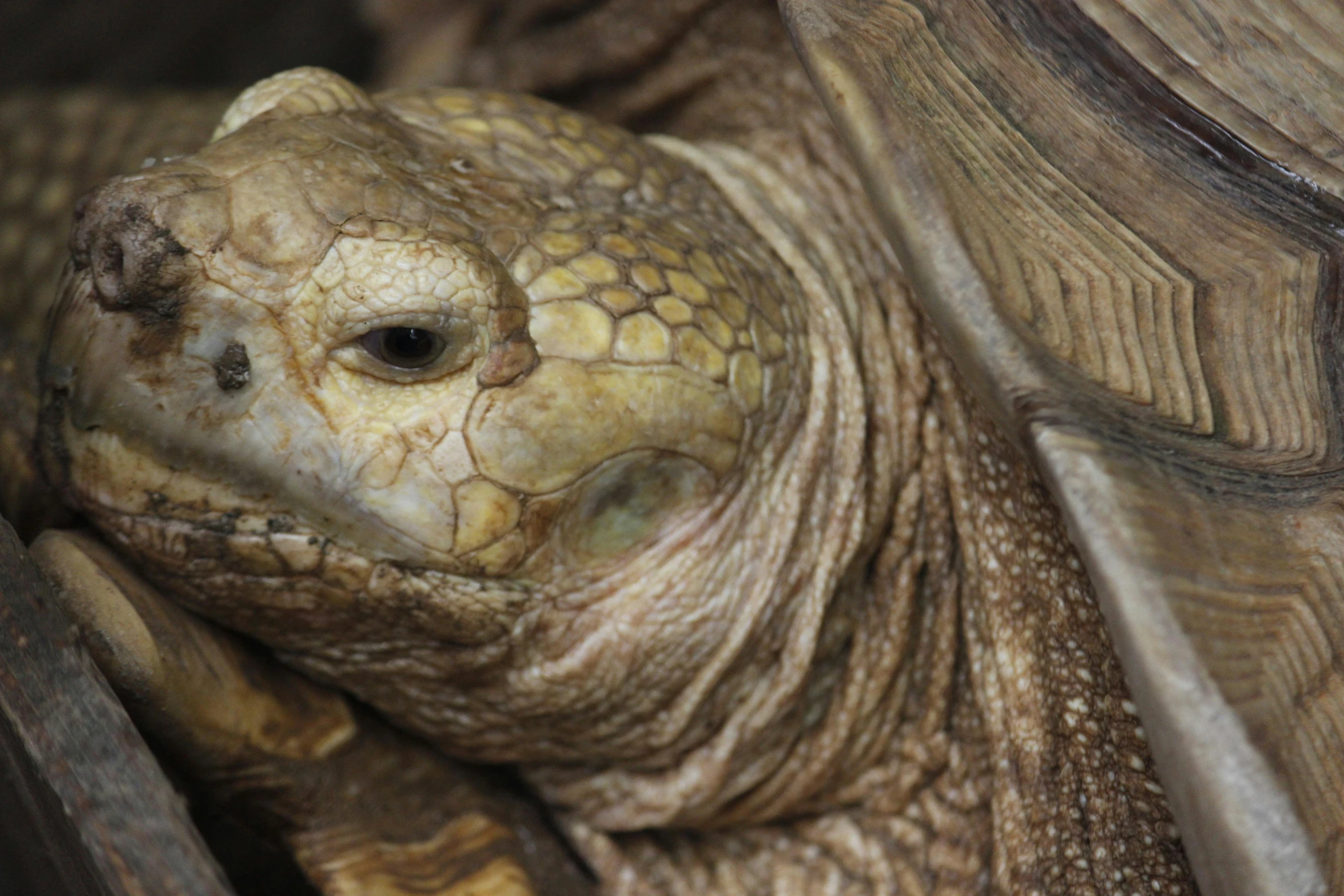 a close up of a turtle looking at the camera, pexels contest winner, hurufiyya, dressed in a worn, snake oil skin, profile image, brown