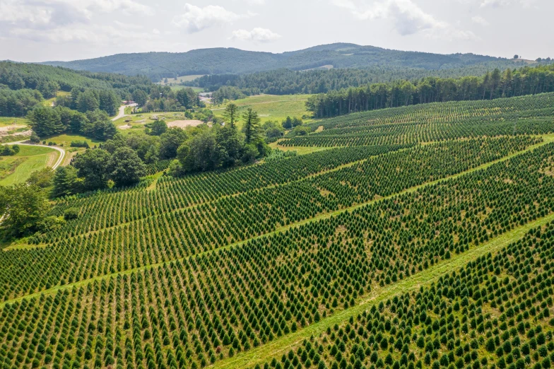 an aerial view of a corn field with a barn in the distance