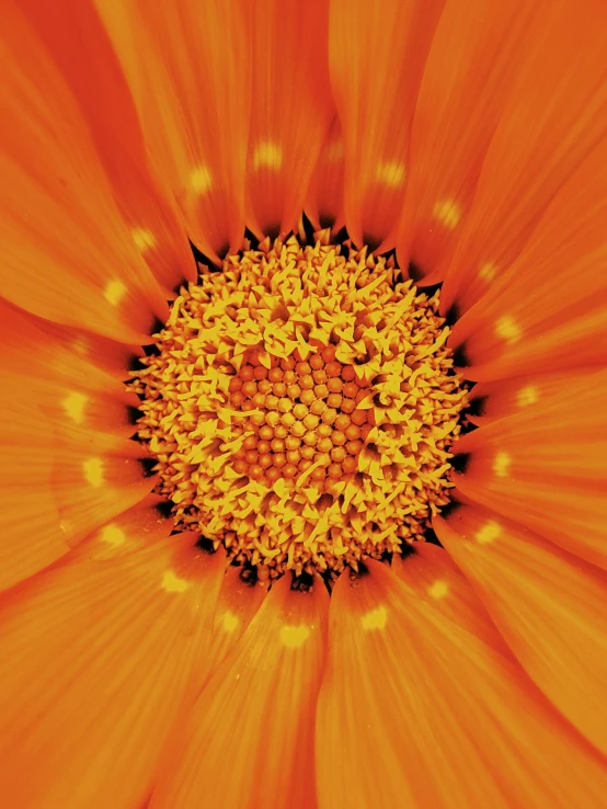 an orange flower with a yellow center, an album cover, by Jan Rustem, shutterstock contest winner, photorealism, bright internal glow, detail shot, within radiate connection, taken in the late 2000s