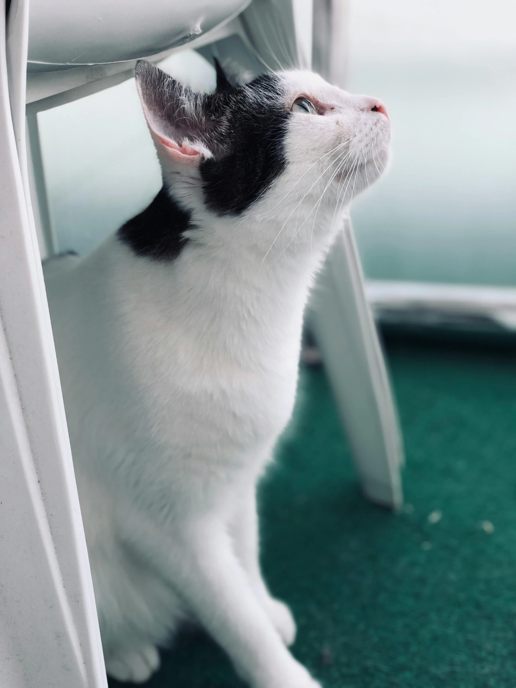 a black and white cat sitting under a chair, trending on unsplash, happening, looking up into the sky, short hair on top of his head, close - up profile, very very very pale white skin