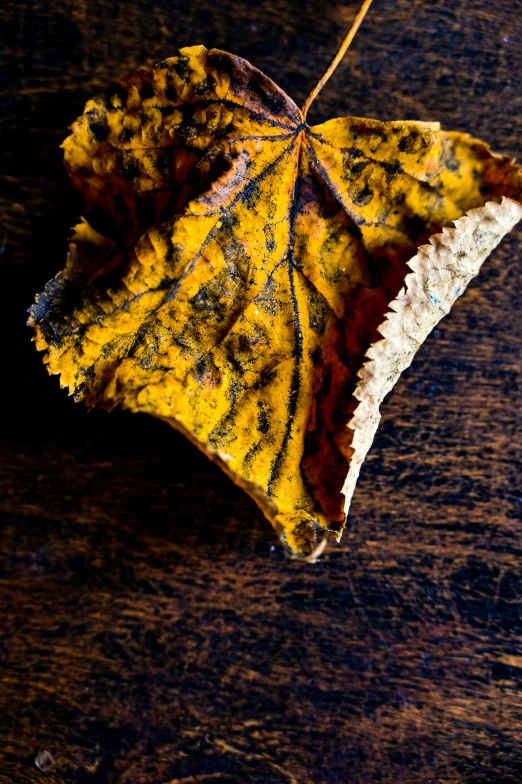 a leaf sitting on top of a wooden table, by Jessie Algie, art photography, ocher, vivid), brown, seasonal