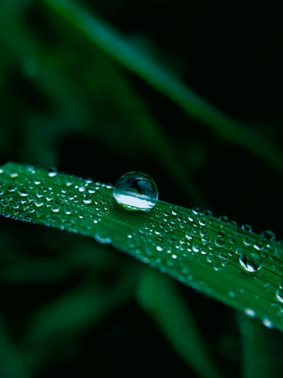 a close up of a leaf with water droplets on it, by Adam Marczyński, unsplash, multiple stories, detailed grass, high angle shot, profile pic