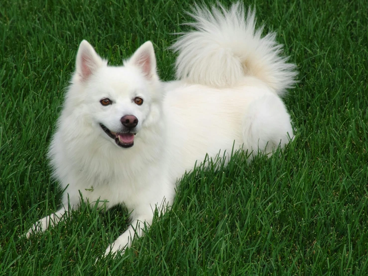 a fluffy white dog laying in grass with his mouth open