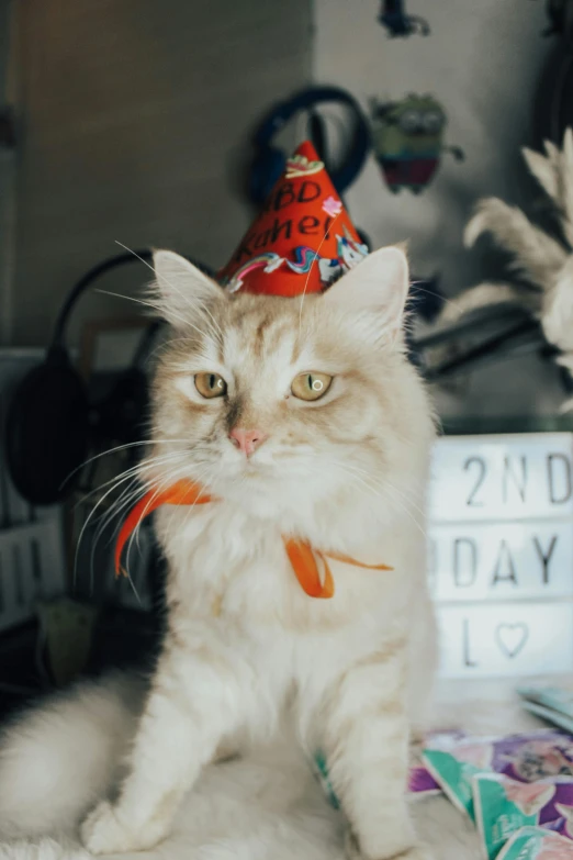 a cat wearing a party hat sitting on a table, pexels, 2 2 0 film, she is 2 3