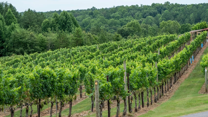 there is a large vineyard with lots of green plants