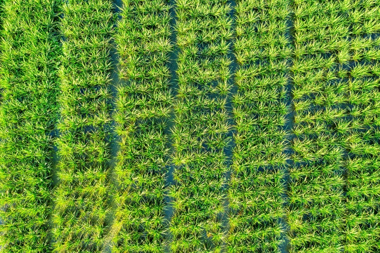 an aerial view of a field of grass, by Jan Rustem, immaculate rows of crops, vertical orientation, shot on nikon z9, square lines