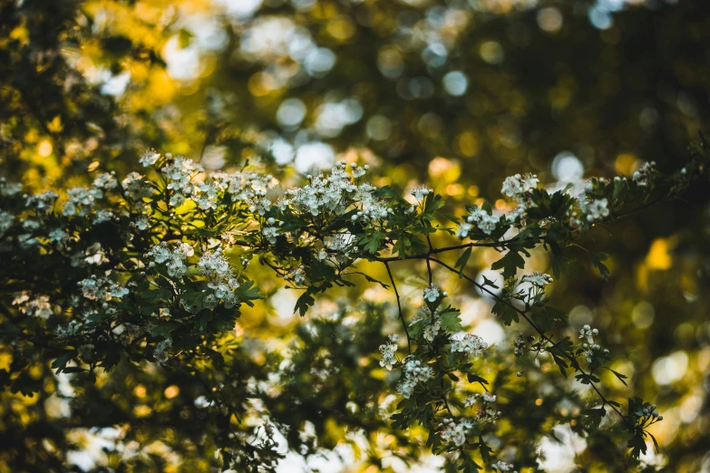 a branch of a tree with white flowers, by Karl Buesgen, unsplash, golden hour photo, late summer evening, gold and green, mixed art