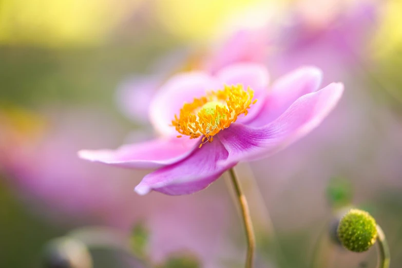 a close up of a flower with a blurry background, inspired by Frederick Goodall, unsplash, pink and yellow, anemones, medium format, smooth detailed