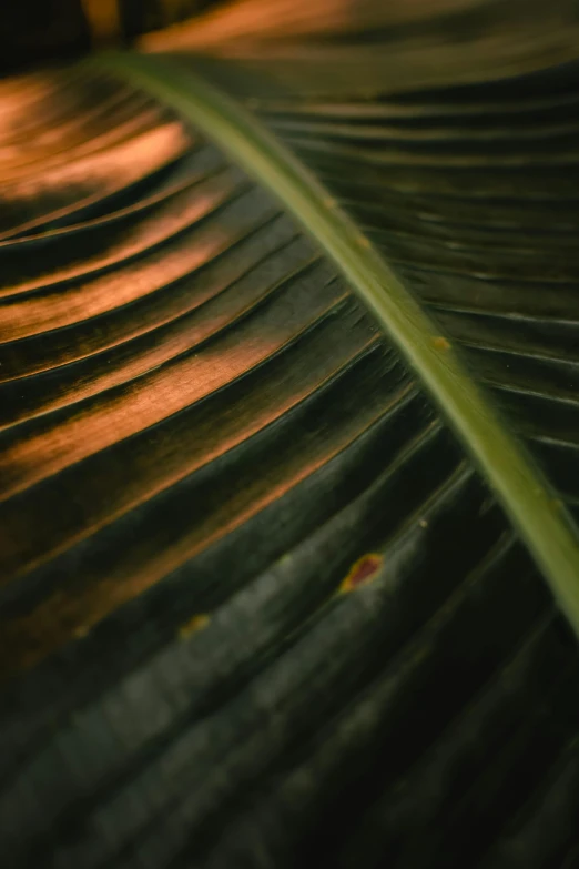 a close up of a leaf on a table, black and terracotta, tropical undertones, illuminated, spines