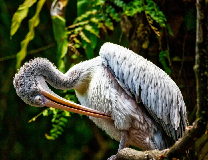 a large bird sitting on top of a tree branch, pexels contest winner, hurufiyya, big beak, lop eared, bangladesh, crane