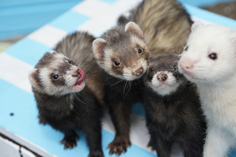 a group of ferrets sitting on top of a blue and white table, up-close, multicoloured, tongue out, 🦩🪐🐞👩🏻🦳