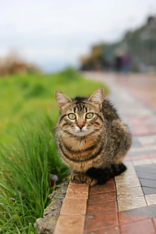 a cat sitting on the side of a road, on a green lawn, facing the camera, at a city street, getty images