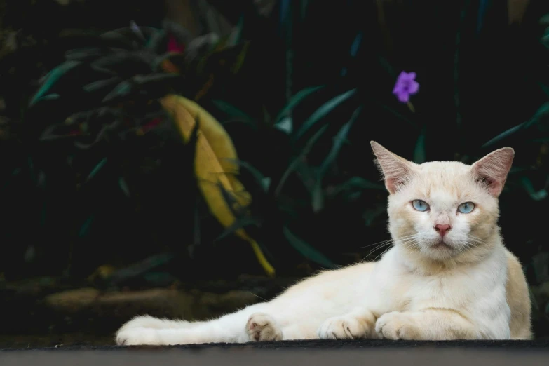 a cat that is laying down on the ground, a portrait, by Julia Pishtar, unsplash, albino, sitting in the garden, blue-eyed, tabaxi male