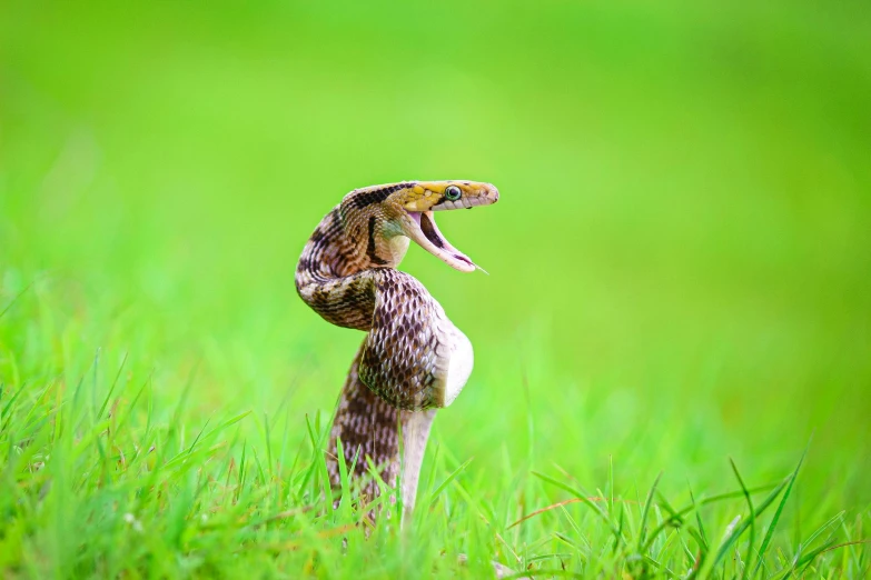 a snake that is standing in the grass, an album cover, trending on pexels, sumatraism, dabbing, australian, getty images, animal horn