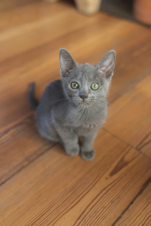 a gray cat sitting on top of a wooden floor