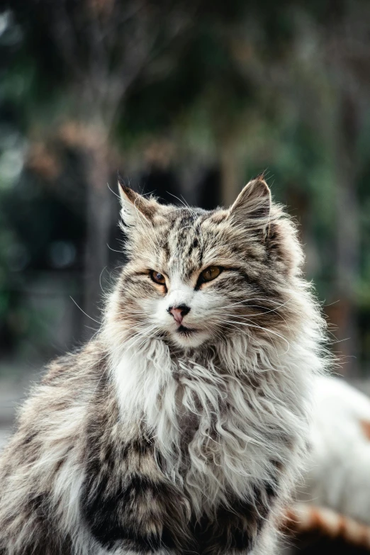 a cat sitting on the ground next to a fire hydrant, pexels contest winner, covered in soft fur, magnificent oval face, feathery fluff, close up portrait photo