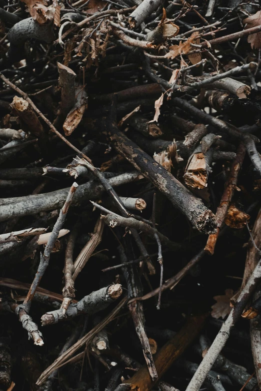 a pile of sticks sitting on top of a pile of dirt, unsplash contest winner, environmental art, dark brown, synthetic materials, profile image, trees