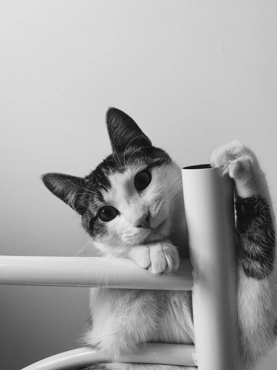 a black and white photo of a cat sitting on a chair, by Lucia Peka, unsplash, holding paws, hiding behind obstacles, pointing at the camera, on a white table
