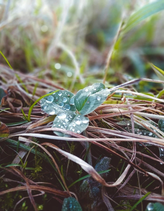 a close up of a plant with water droplets on it, unsplash, land art, multiple stories, clover, winter photograph, no cropping