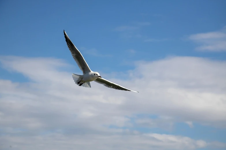 a bird that is flying in the sky, taken in 2 0 2 0, vacation photo, modeled, backpfeifengesicht